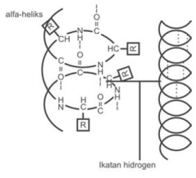 Struktur Alfa-heliks